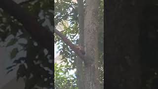 WILDLIFE SINGAPORE Pt 12 Wild squirrels seen in Potong Pasir HDB estate on 30 Jul 2024 [upl. by Redleh]