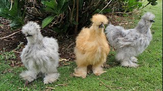 Blue silkie chickens [upl. by Anikram]