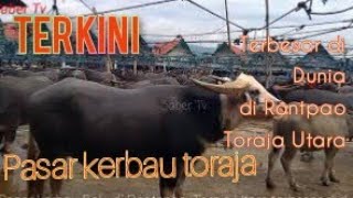 INILAH KERBAU BELANG TEDONG BONGA DI BOLU PASAR HEWAN TERBESAR DI DUNIA DI RANTEPAO TORAJA UTARA [upl. by Henriha]