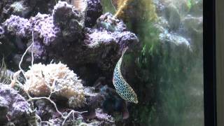 Leopard wrasse Macropharyngodon meleagris special beautiful [upl. by Rame865]