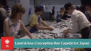 Land amp Sea Conception Bay Capelin for Japan [upl. by Brenda]