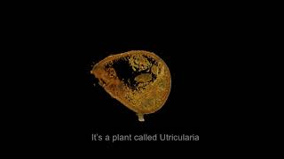 The secret of how Utricularia Gibba makes its animal sucking traps [upl. by Acim]