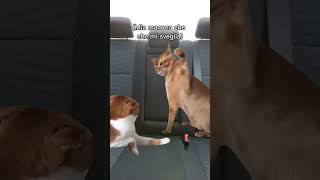 Le gite in famiglia🤣 pt 2 Parte 1 nei commenti follow meme funnyvideo funnyshorts virale cat [upl. by Socram]