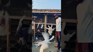 Pigeon Open song by kabutar Mare Gulel se pigeon kabutar like share comment viralshorts [upl. by Norok]