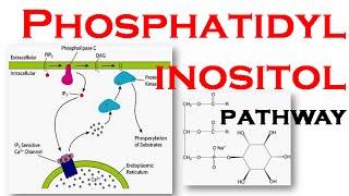 Phosphatidylinositol pathway [upl. by Lora]