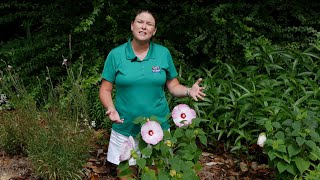 Get It Growing Hardy hibiscus has giant colorful flowers [upl. by Grani495]