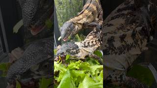 Juvenile Pied pectinata males spinytailiguana reptiles peacockbash pectinata ctenosaura [upl. by Daren]