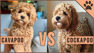 Cavapoo vs Cockapoo  Compare Two Poodle Mix Breeds [upl. by Annahsit]