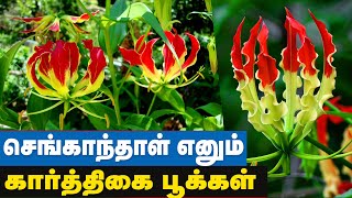 2500 வருடங்கள் பழமையான கார்த்திகைப் பூக்கள்  Senganthal Malar  Gloriosa Superba  Flame lily [upl. by Ahsikahs]