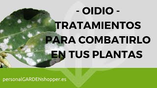 OIDIO TRATAMIENTOS PARA COMBATIRLO EN TUS PLANTAS [upl. by Donahoe]