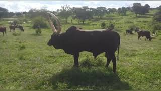 Cow bulls fight uganda [upl. by Obellia]