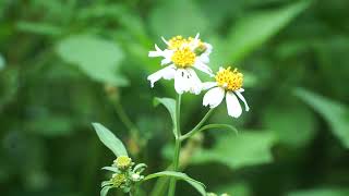 Bidens pilosa [upl. by Wait]