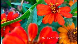 Zinnia Flowers Zinnia Angustifolia [upl. by Annavaj223]