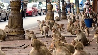 MONKEY CITY  LOPBURI THAILAND [upl. by Adym340]