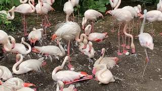 Home Safari  flamingo nests [upl. by Yttap]