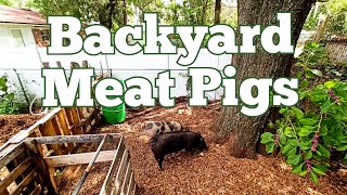 The Ultimate Guide to Raising Backyard Meat Pigs [upl. by Alban]