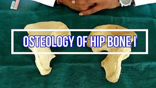 Osteology of Hip bone I Side side determination  Anatomical Position  Attachments  Applied [upl. by Thais763]