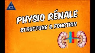 Physiologie rénale  Structure et fonctions [upl. by Ernie]