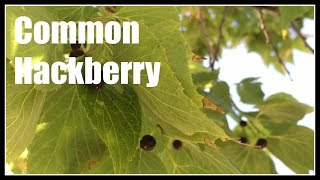 Common Hackberry Celtis occidentalis Overview  Ninja Gardening  Episode 49 [upl. by Aihsik]