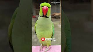 Parrot Talking  Mithu with love [upl. by Pratt]