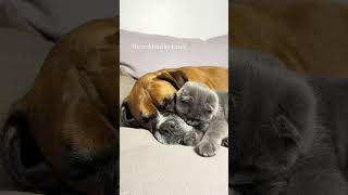 cute kitten and dog video [upl. by Enella]