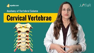 Cervical Vertebrae  C1C7  Bone Anatomy  Skeletal System  VLearning™ [upl. by Schnabel]