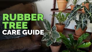 How to Care for The Rubber Tree Plant Ficus elastica [upl. by Nylitsirk]