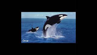 Dive into Orca Killer Whale Sounds [upl. by Ettezzus]