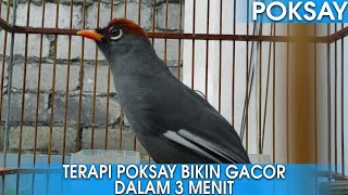 SUARA BURUNG POKSAY MANDARIN GACOR PANCINGAN POKSAY MACET DALAM 3 MENIT [upl. by Vasileior]