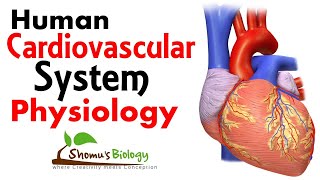 Cardiovascular system physiology [upl. by Pamelina]