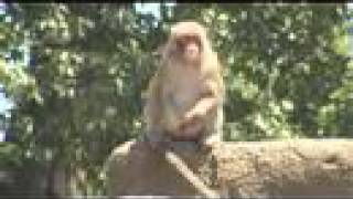 Japanese MacaqueCincinnati Zoo [upl. by Lingwood770]