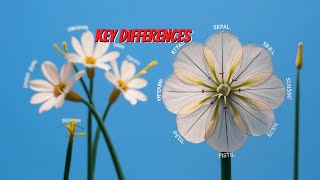 How Is the Process of Pollination Different from Fertilization Key Differences Explained [upl. by Irvine]