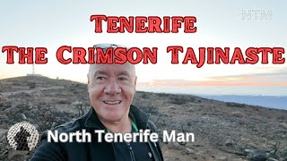 TENERIFE EL TEIDE THE CRIMSON TAJINASTE [upl. by Panaggio]