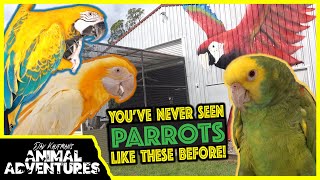 THE MOST AWESOME PARROT AVIARY YOUVE EVER SEEN [upl. by Kobe]