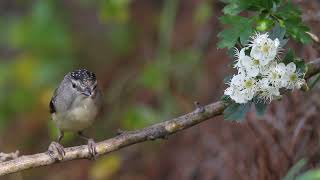 Female Spotted Pardalote Up Close Australian Native Birds Trims [upl. by Trev532]