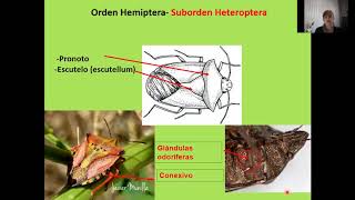 CLASE HEMIPTERA [upl. by Hart358]