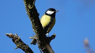 Sýkora koňadra Parus major  hlas [upl. by Acemat628]