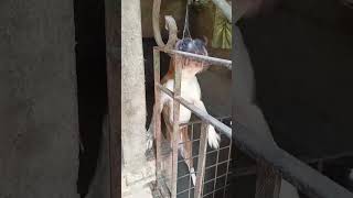 BOXER DOG KENNEL IN KOLKATA DOGPUPPYSHORT VIDEOVIRAL [upl. by Eisyak]