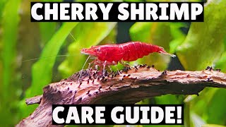 Cherry Shrimp Care Guide  Everything You Need To Know [upl. by Suoirrad]