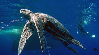 Pacific Leatherback Sea Turtles [upl. by Eisyak]