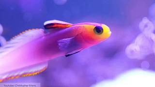 10 Unusual Fish With Beautiful Color Patterns [upl. by Adnoryt]