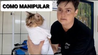 DICAS PARA MANIPULAR GATOS [upl. by Obocaj]