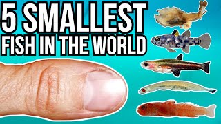 5 Smallest Fish in the World [upl. by Oster]