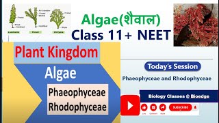 Phaeophyceae and Rhodophyceae ALGAE NCERT BIOLOGY NEET BOARD [upl. by Idnib]