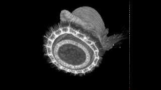 MicroCT scan of a bloodworm Glyceridae Polychaeta [upl. by Eastlake]