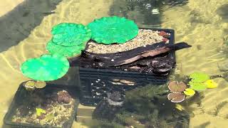 Introducing the Alligator snapping turtles to the outdoor pond for the very first time [upl. by Lorollas660]