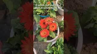 Gerbera plant care [upl. by Tigram]