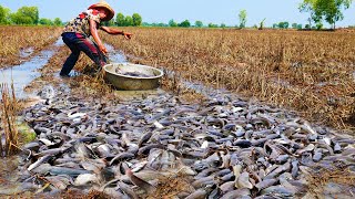 I Catch a lot of Catfish in the Field after Harvest Rice [upl. by Yddur]