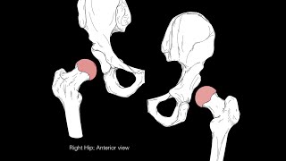 Hip joint structure and actions [upl. by Murdocca58]