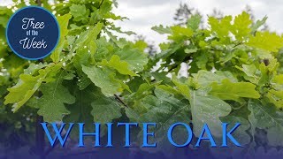 Tree of the Week White Oak [upl. by Noedig311]